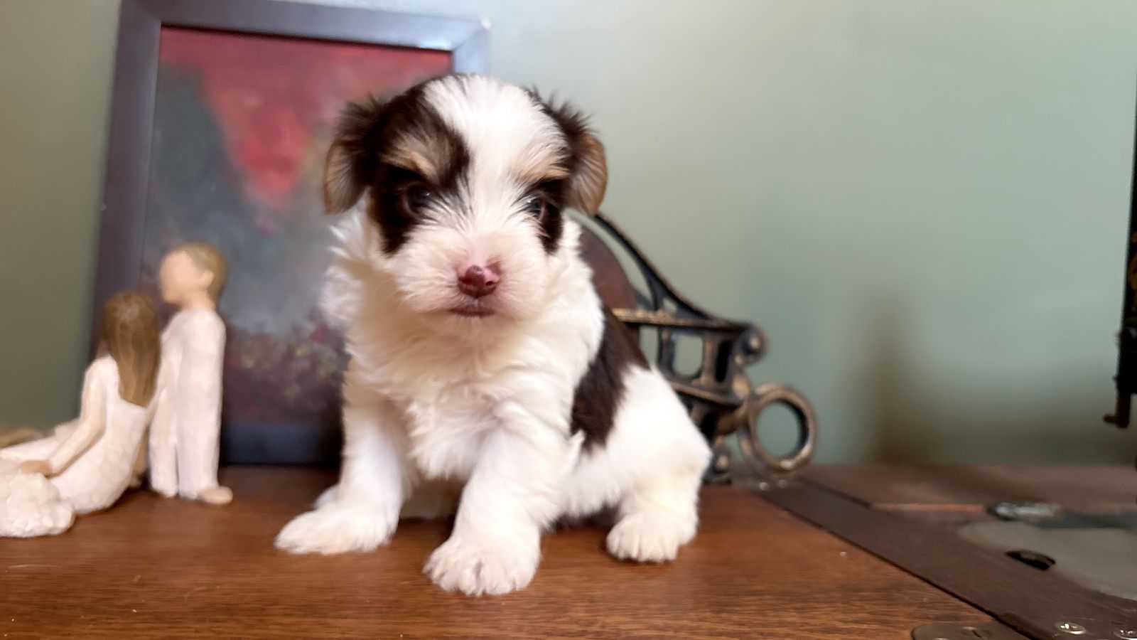 Boys  Yorkie puppies