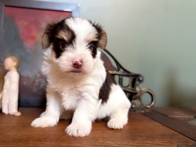 Boys Yorkie puppies