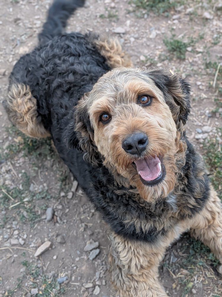Snuggly Teddybear 65 lb Bernedoodle Female