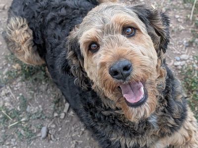 Snuggly Teddybear 65 lb Bernedoodle Female