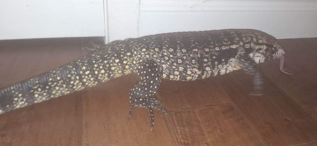 Black and White Tegu