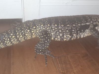 Black and White Tegu
