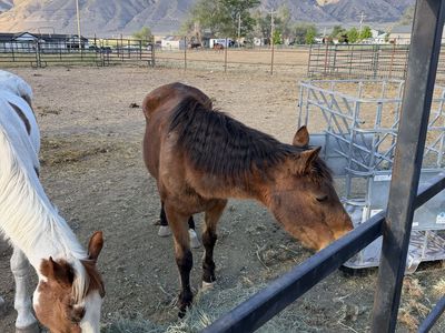 28 old mare