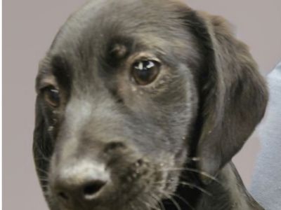 Weenie, Dachshund pointer mix puppy