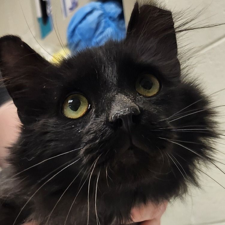 Hello my name is Coal