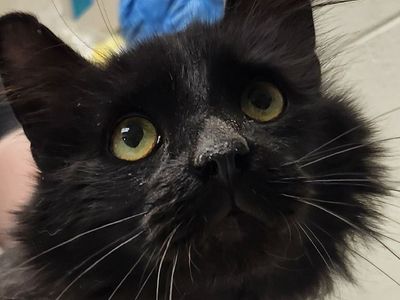 Hello my name is Coal