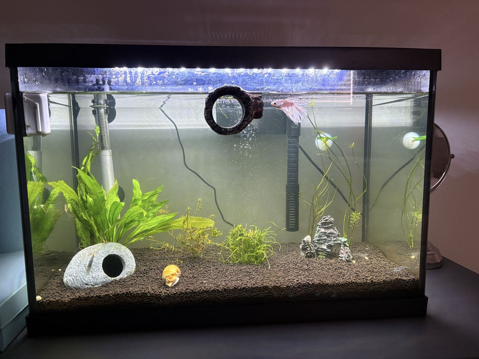 20 Gallon Fish Tank with Fish and accessories
