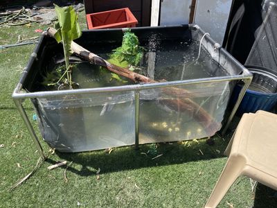 125 gallon pond