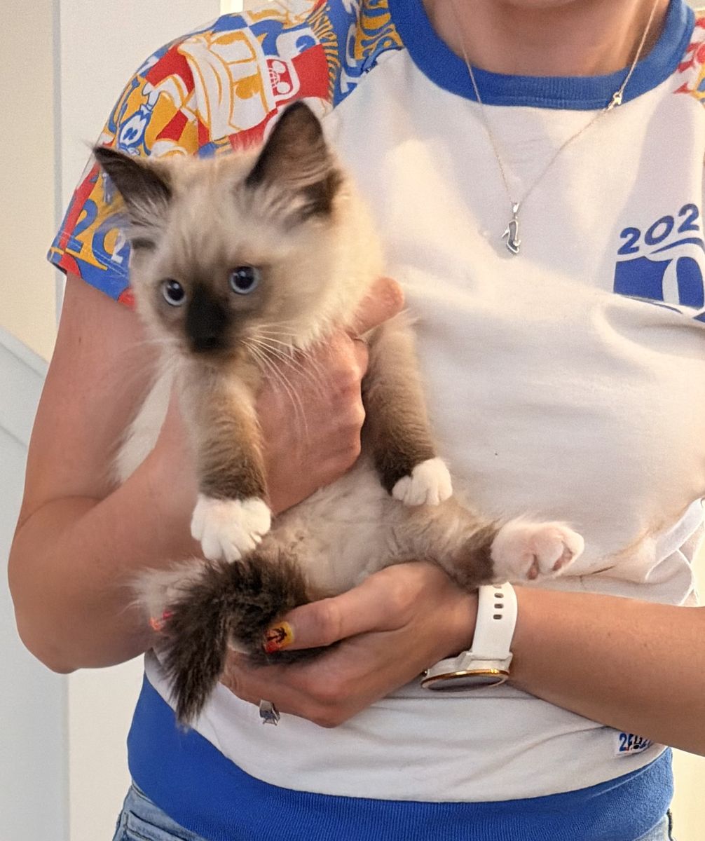 3 month old ragdoll kitten
