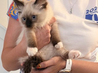3 month old ragdoll kitten
