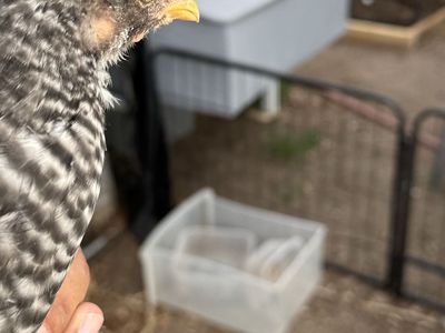 12 week old Plymouth hen