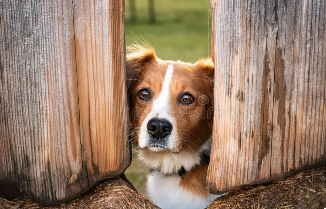 Fenceless Dog Monitor