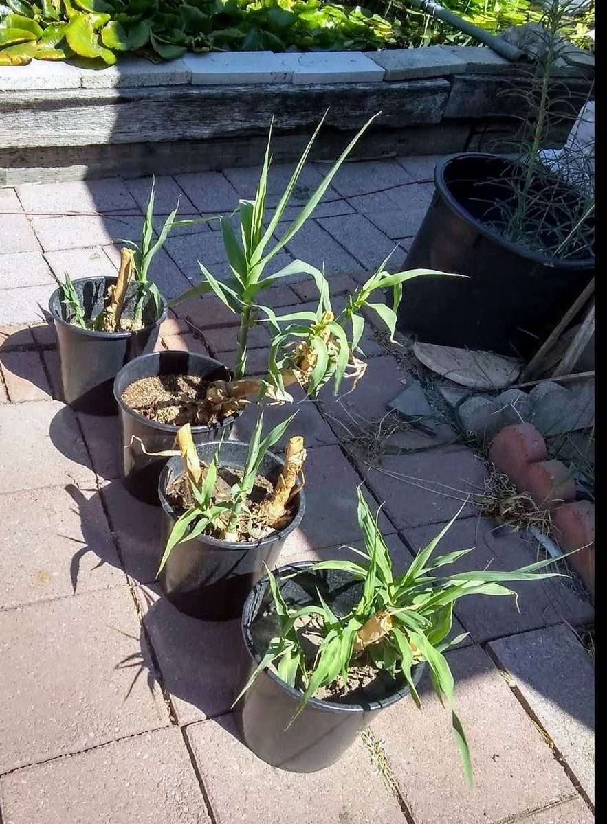 $8 Bamboo Starts