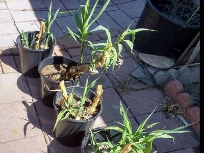 $8 Bamboo Starts