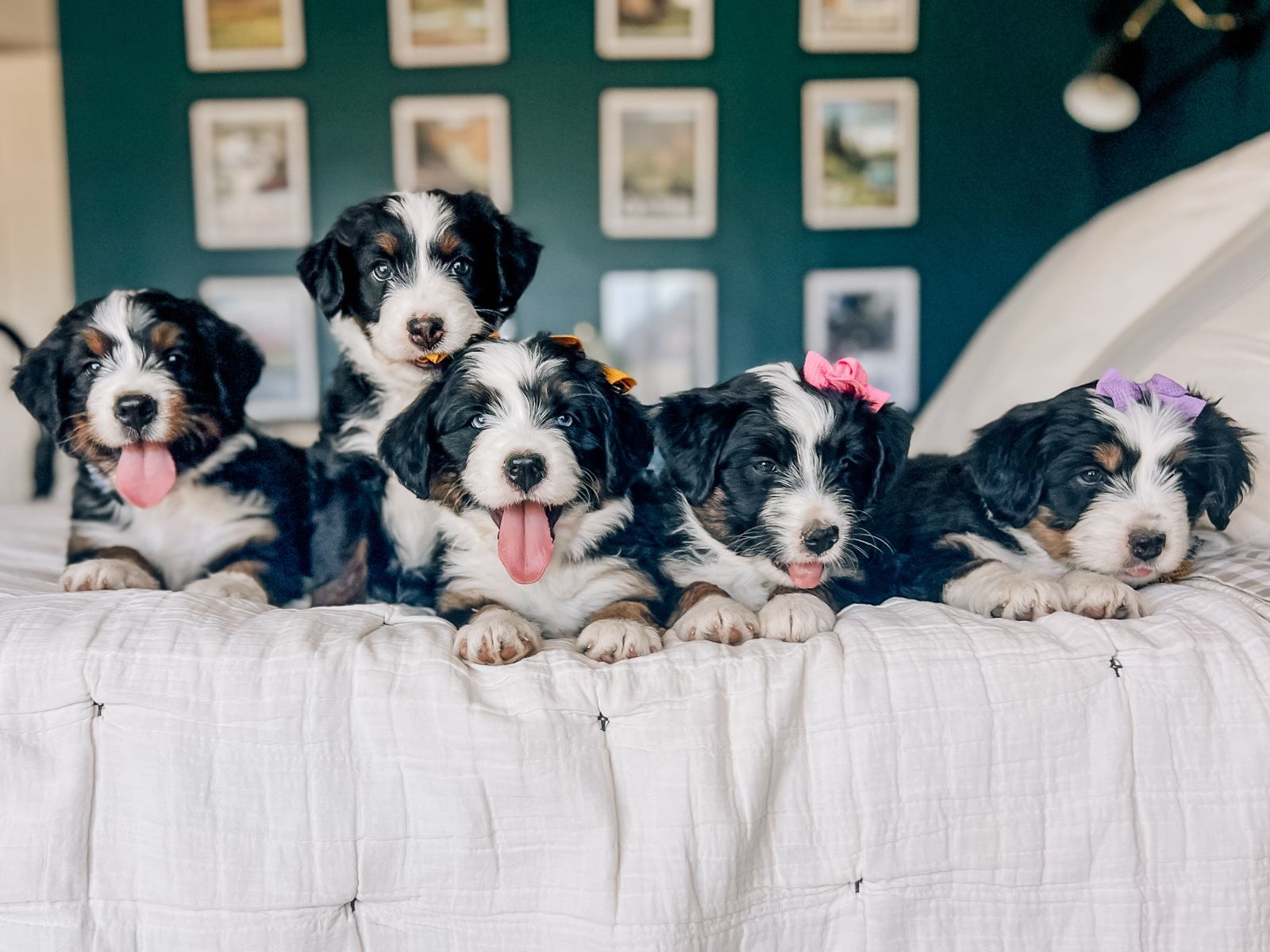 Mini F1b Aussie Bernedoodles— Females