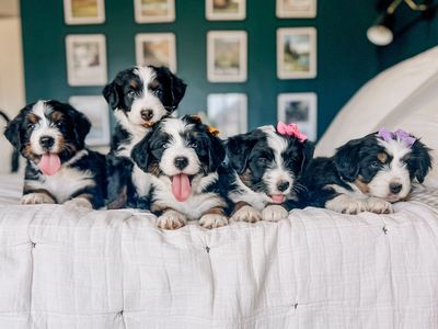 Mini F1b Aussie Bernedoodles— Females