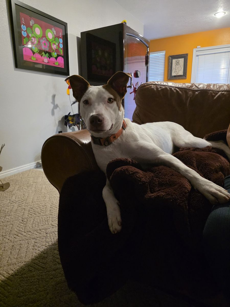 Delilah Needs a Forever Home - - Heeler Border Collie (Mut) Re-Homing