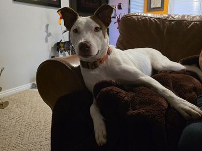 Delilah Needs a Forever Home - - Heeler Border Collie (Mut) Re-Homing