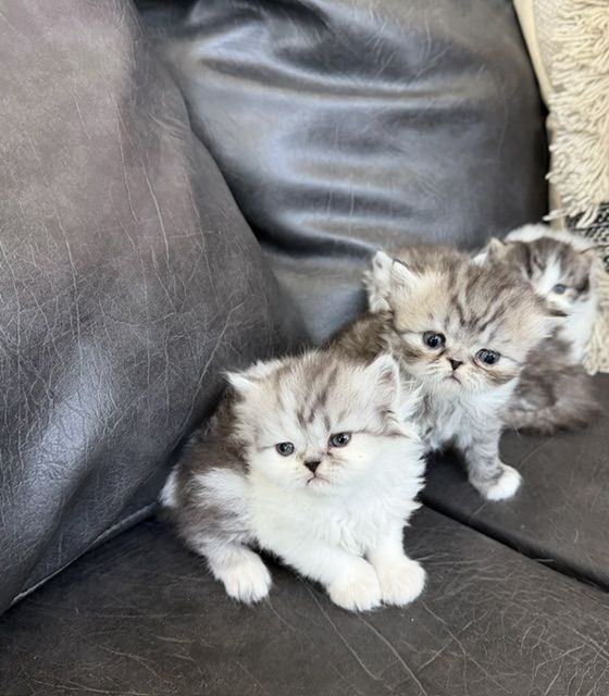 Persian Kitten