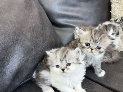 Persian Kitten
