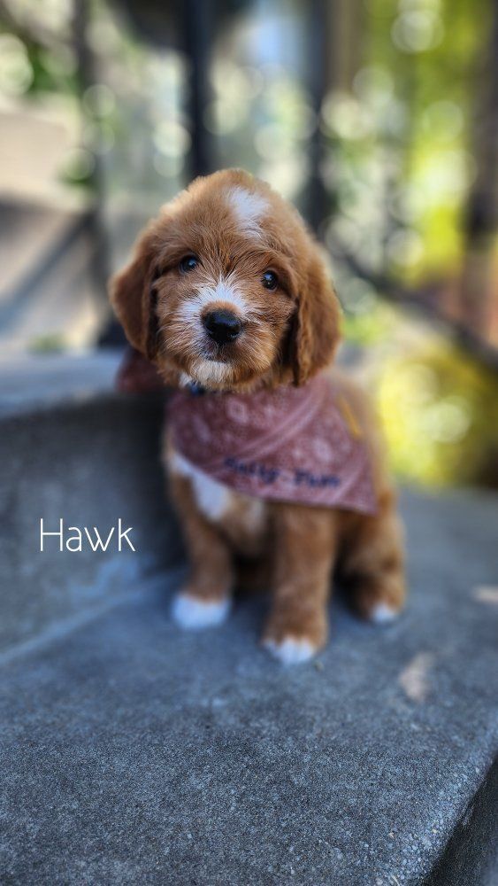 Crate Trained- Goldendoodle Male