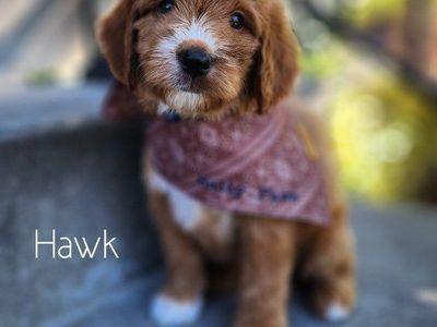 Crate Trained- Goldendoodle Male