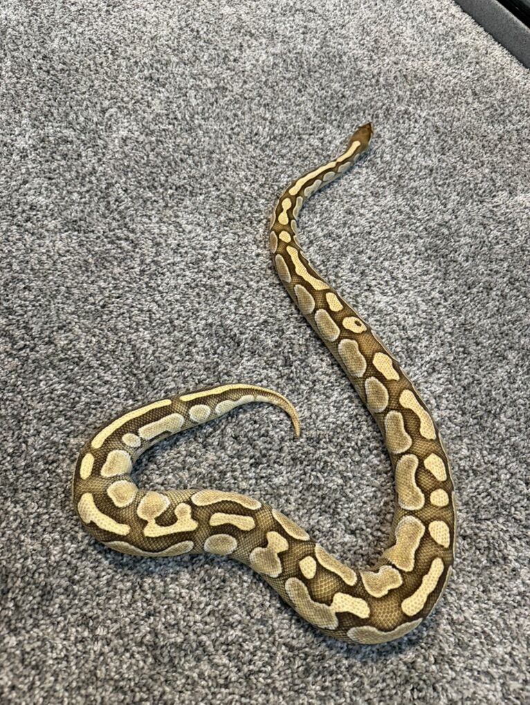 Trade Or Sell Female Ball Python