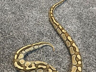 Trade Or Sell Female Ball Python