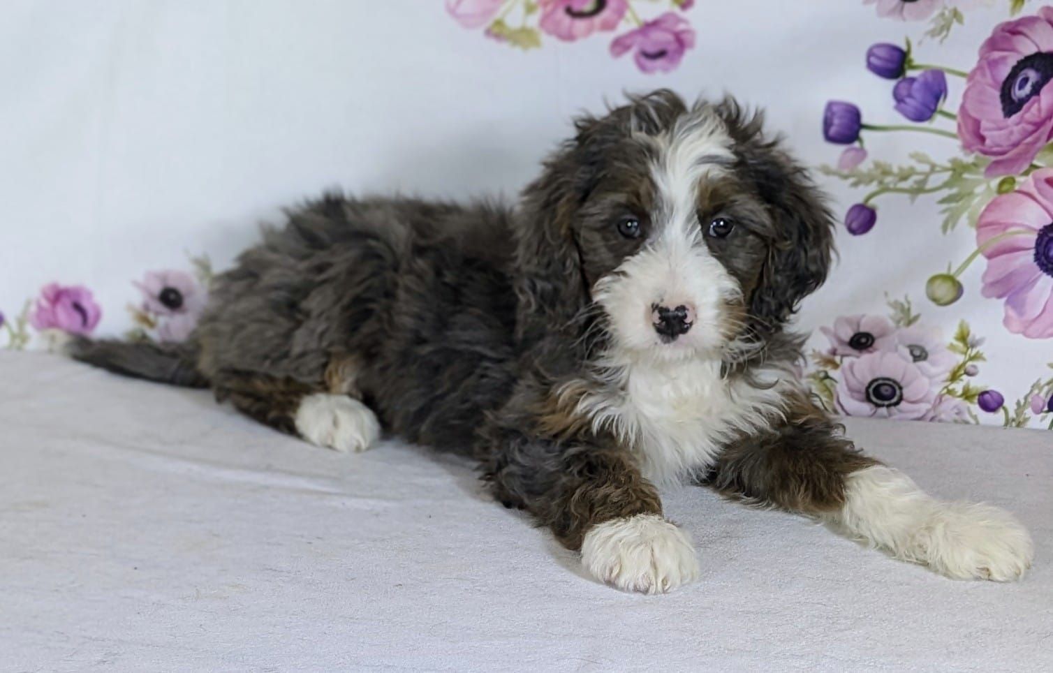 Girl Allie — Sweet, Snuggly & Full of Personality!