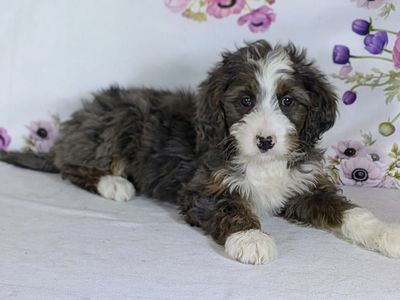 Girl Allie — Sweet, Snuggly & Full of Personality!