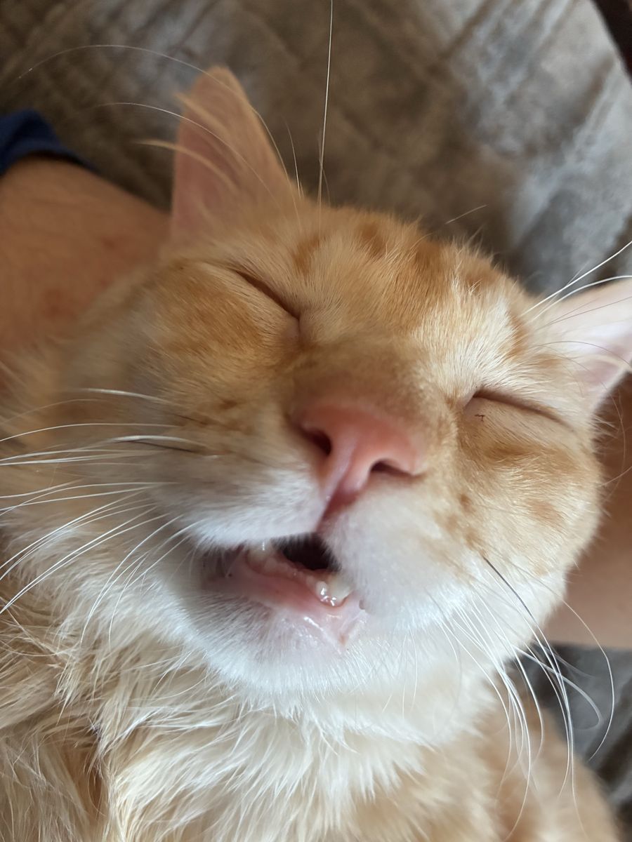Leo the Orange Tabby Cat - Domestic Shorthair, Male