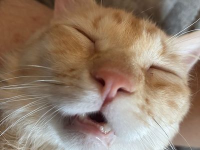 Leo the Orange Tabby Cat - Domestic Shorthair, Male