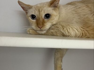 Hello my name is Sputnik