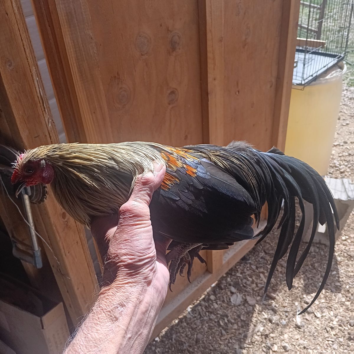 Mini phoenix azteca rooster