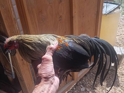 Mini phoenix azteca rooster