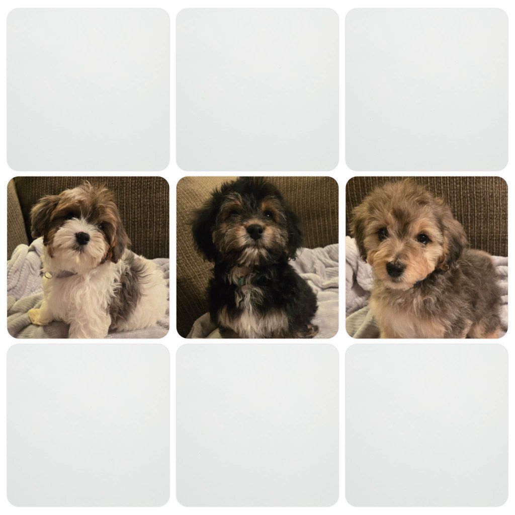 Micro Bernedoodle Cavapoo Puppies