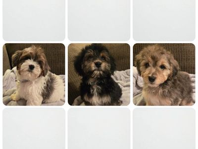 Micro Bernedoodle Cavapoo Puppies