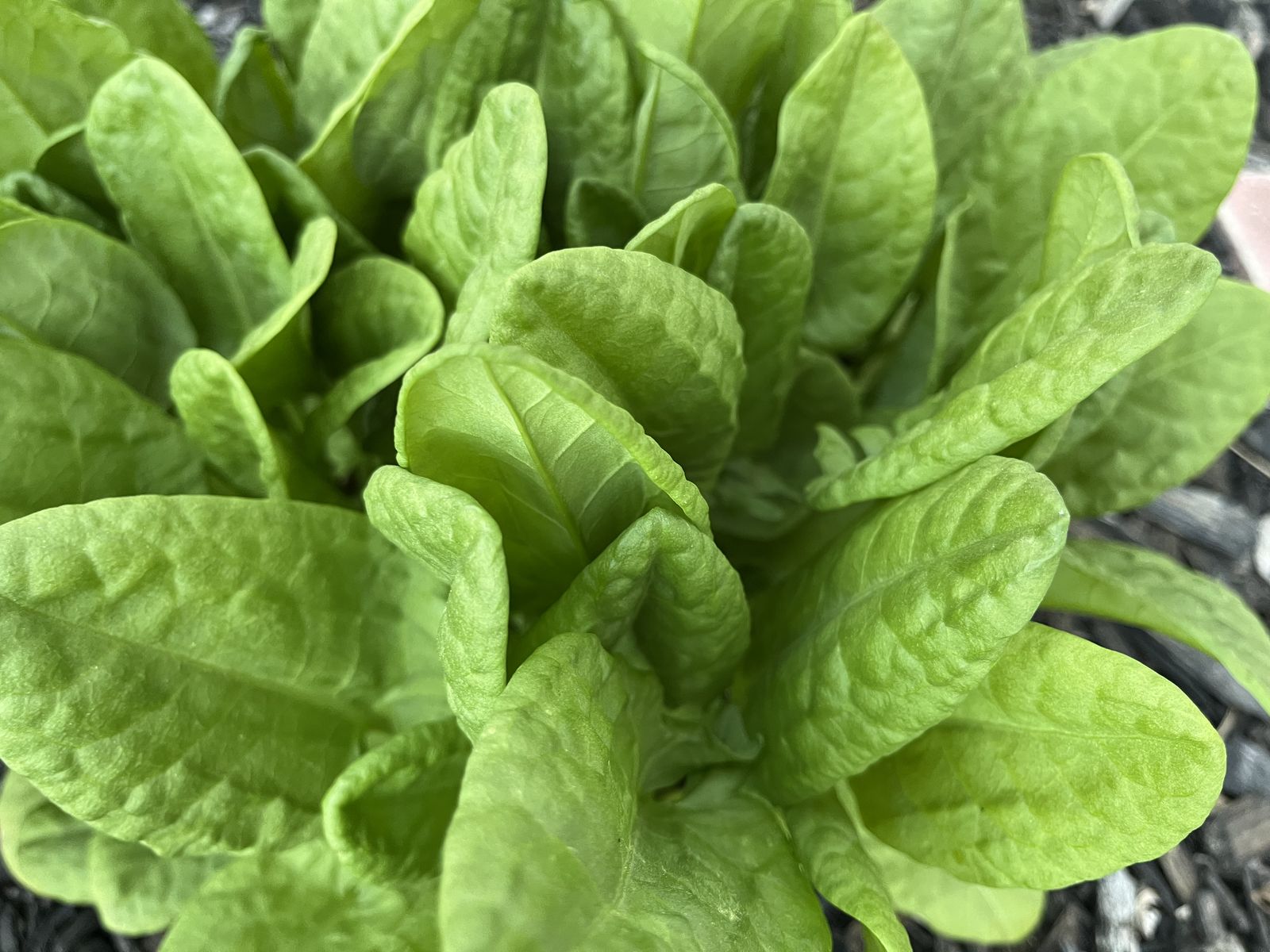 Locally Grown Flowers/Herbs/Starts.