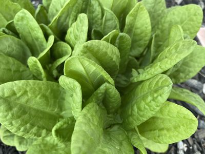Locally Grown Flowers/Herbs/Starts.