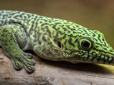 Female Standingi Gecko
