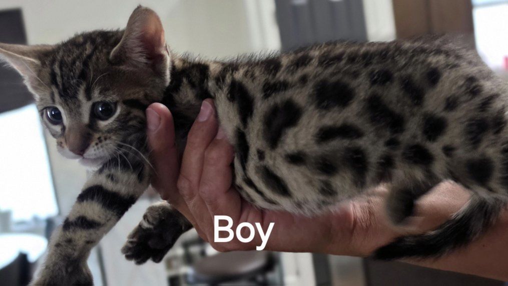 Bengal/maincoon kittens