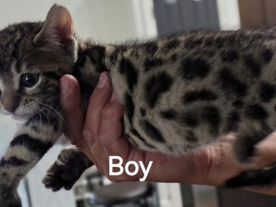 Bengal/maincoon kittens