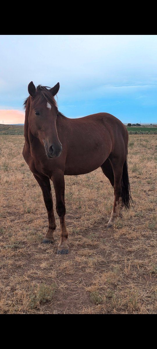 2024 1/4 Draft Gelding – Ranch/Riding Prospect