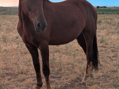2024 1/4 Draft Gelding – Ranch/Riding Prospect