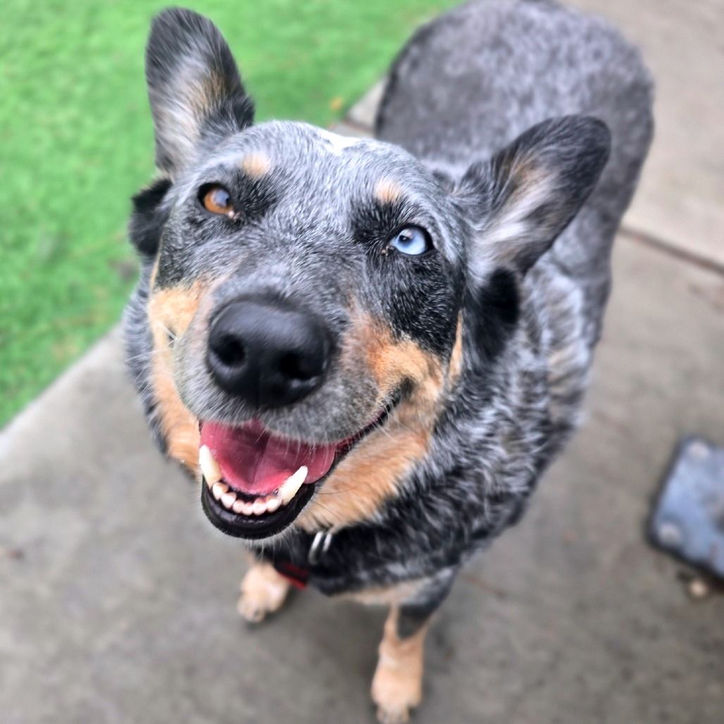 Hello my name is Blu