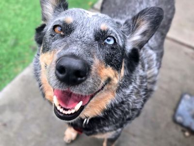 Hello my name is Blu