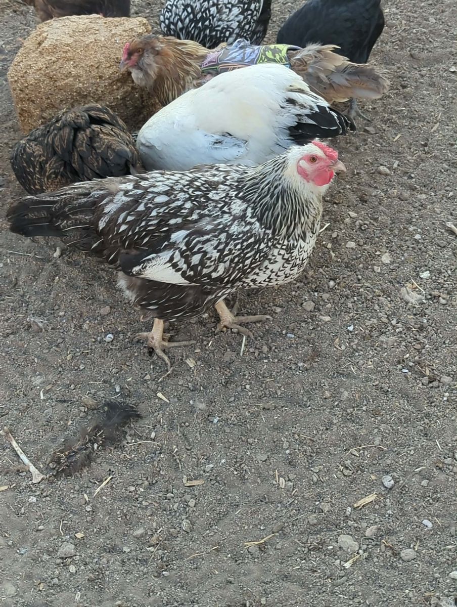 Silver Laced Wyandotte Hens
