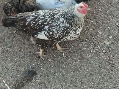 Silver Laced Wyandotte Hens