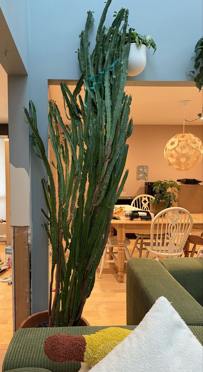 8 Foot Tall Live Cactus
