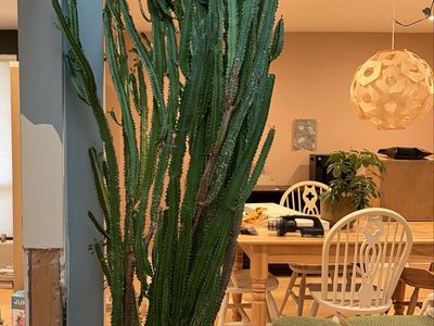 8 Foot Tall Live Cactus